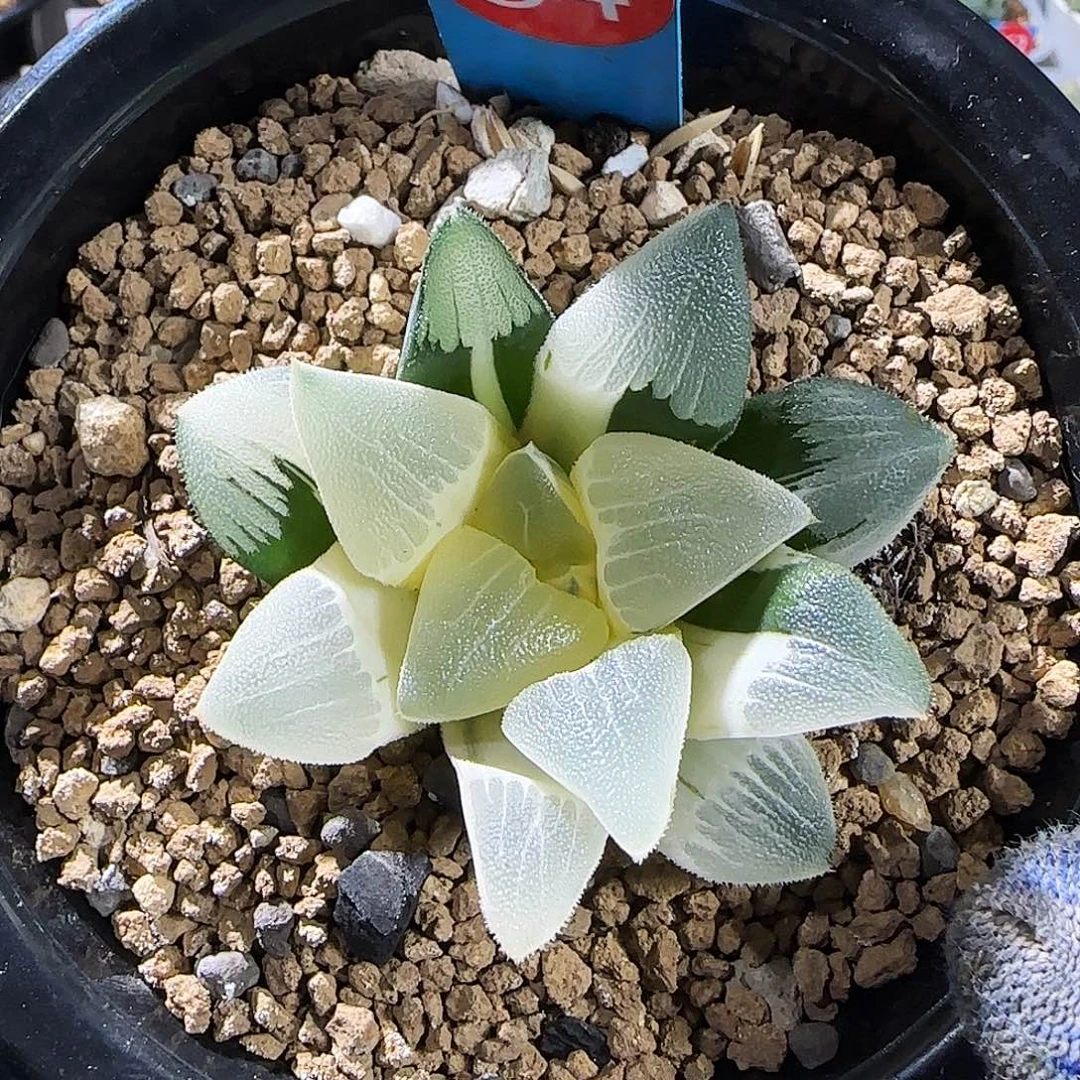 84号糊斑克锦 朱庇特 6 厘米左右一物一拍带盆发货