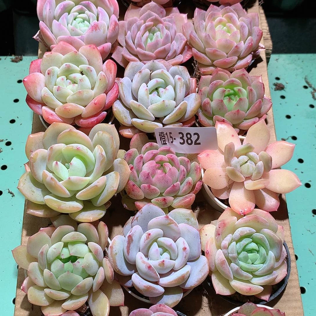 15-382一物一拍带盆18颗