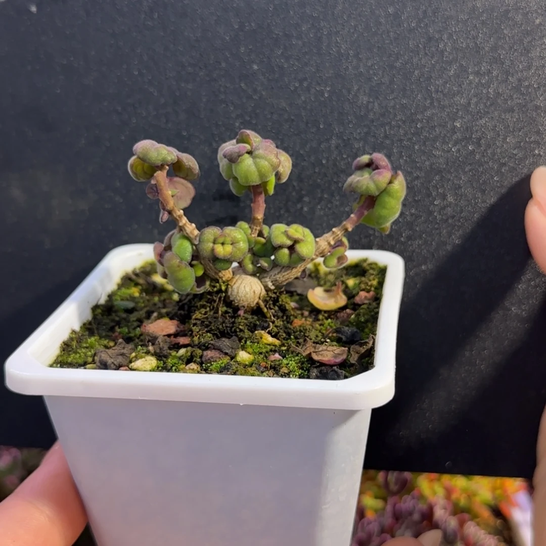 dy1006艾氏延命草球根三岔