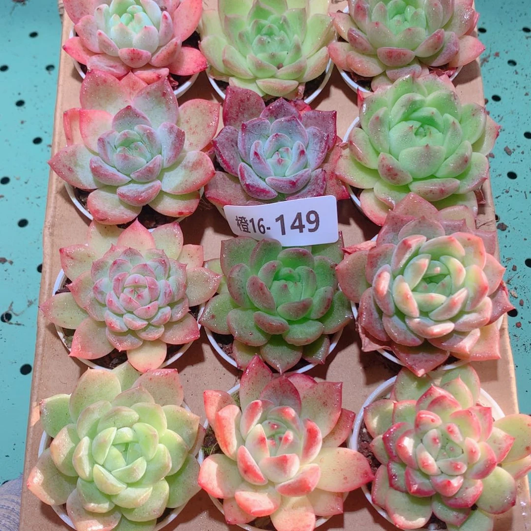 16-149一物一拍多肉带盆18颗