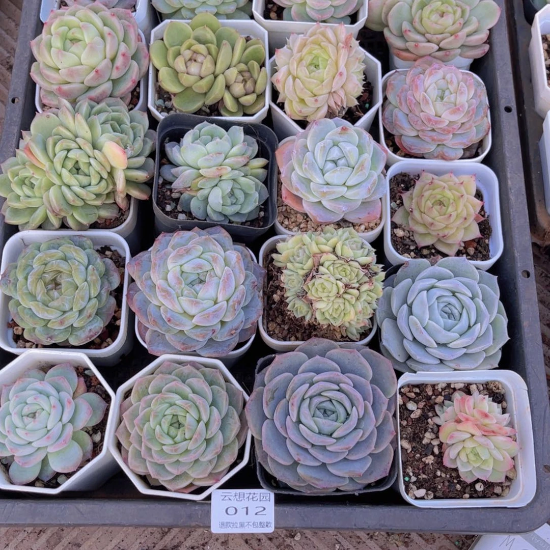 12多肉植物一物一拍链接