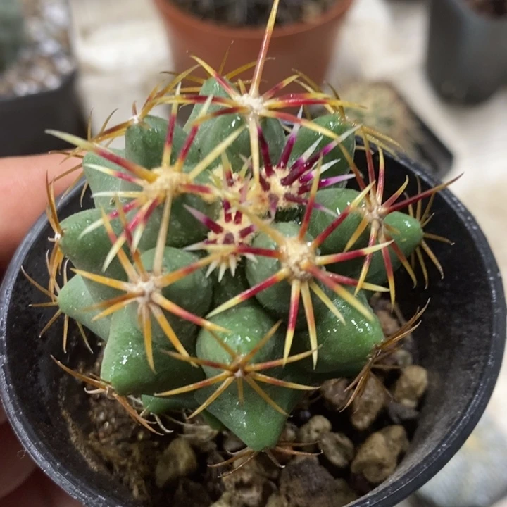 实生大红鹰特价福利