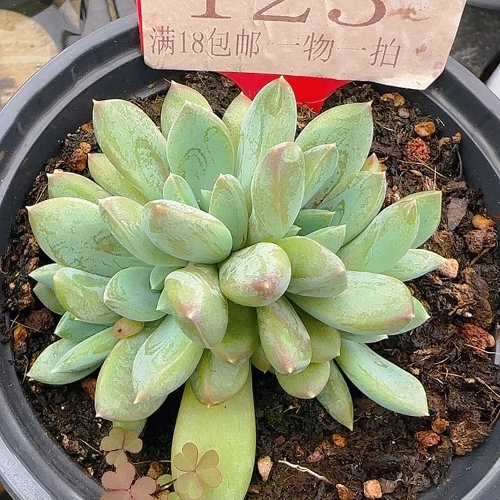 杰夫里尼123duorouzhiwu