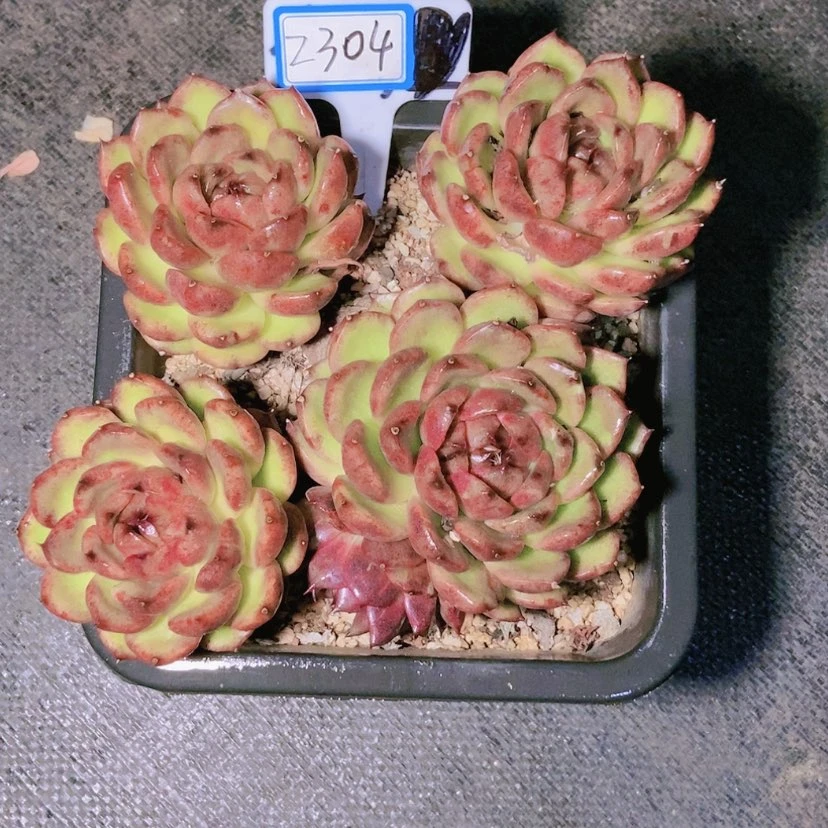 【闪购商品】用****72304寄养