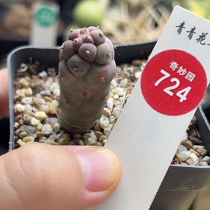 实生红体习志野1.8cm