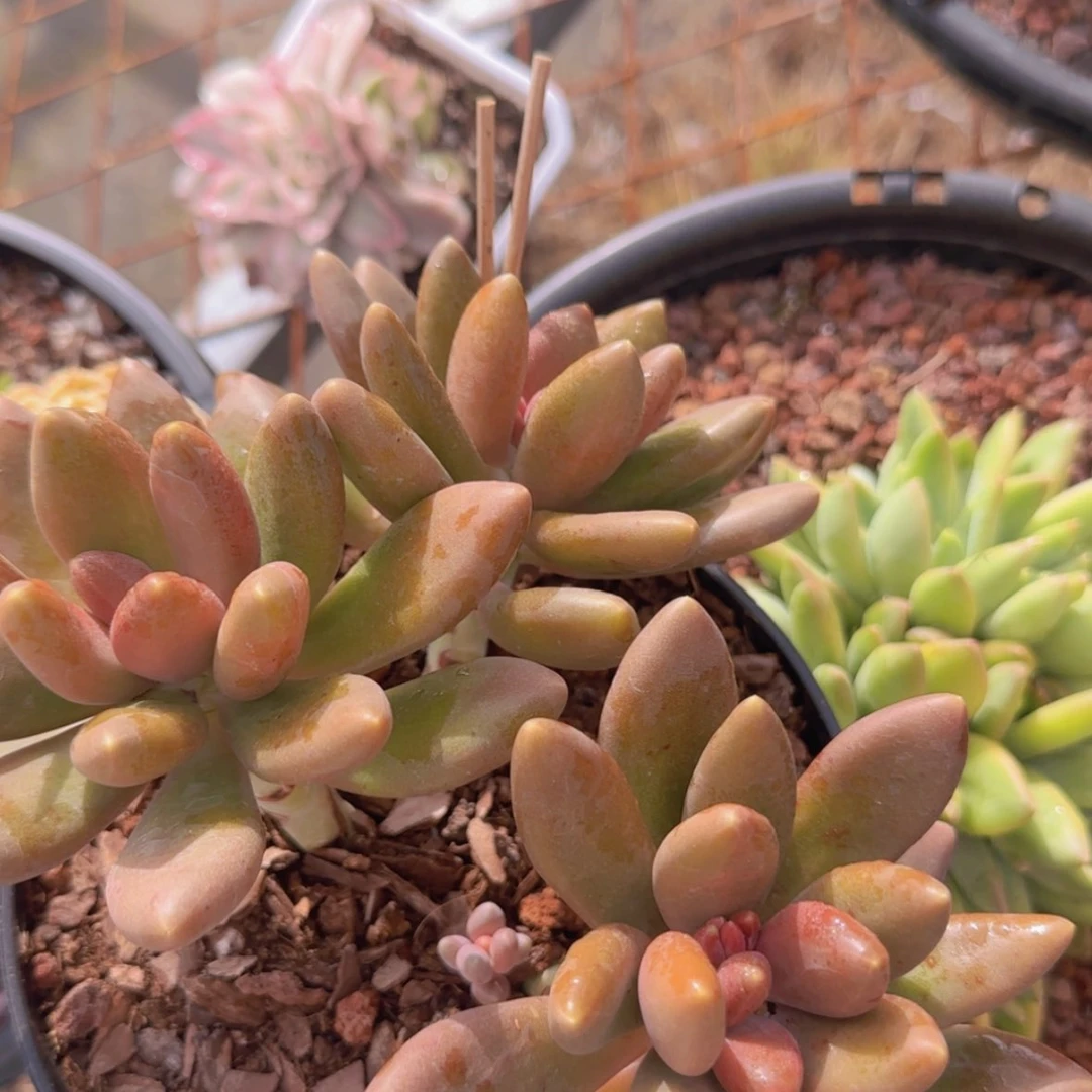 【闪购商品】三头芒果奶