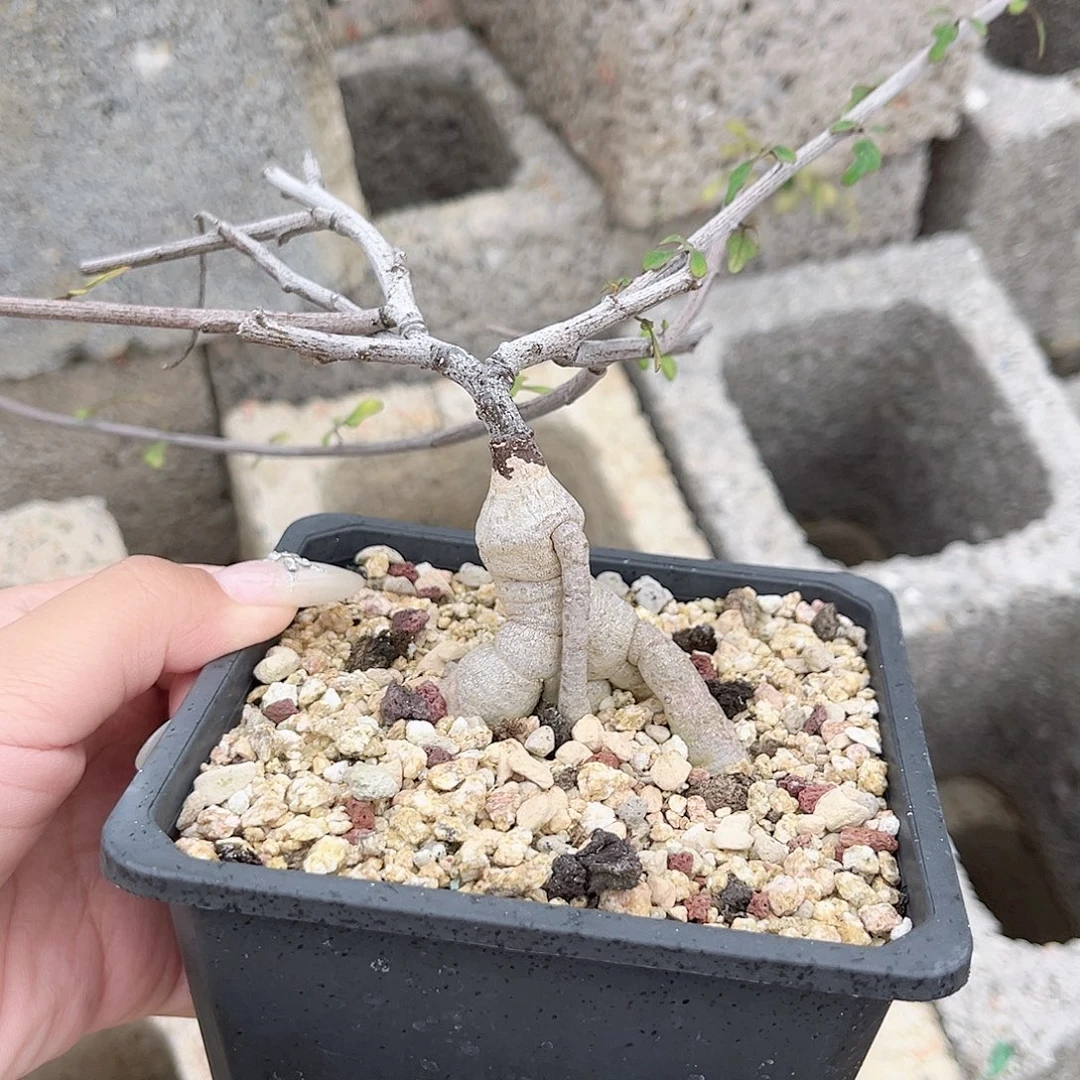 多肉植物小叶西番莲实生开花株脱土