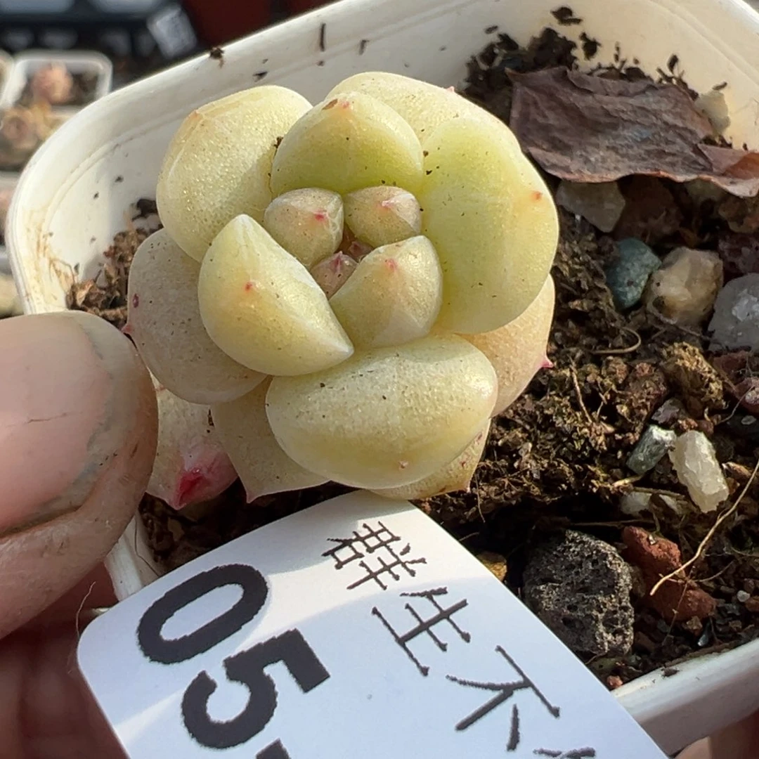 小卡拉米糖心一物一拍5-100