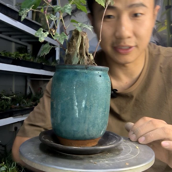 杨*木中青园艺一物一拍261