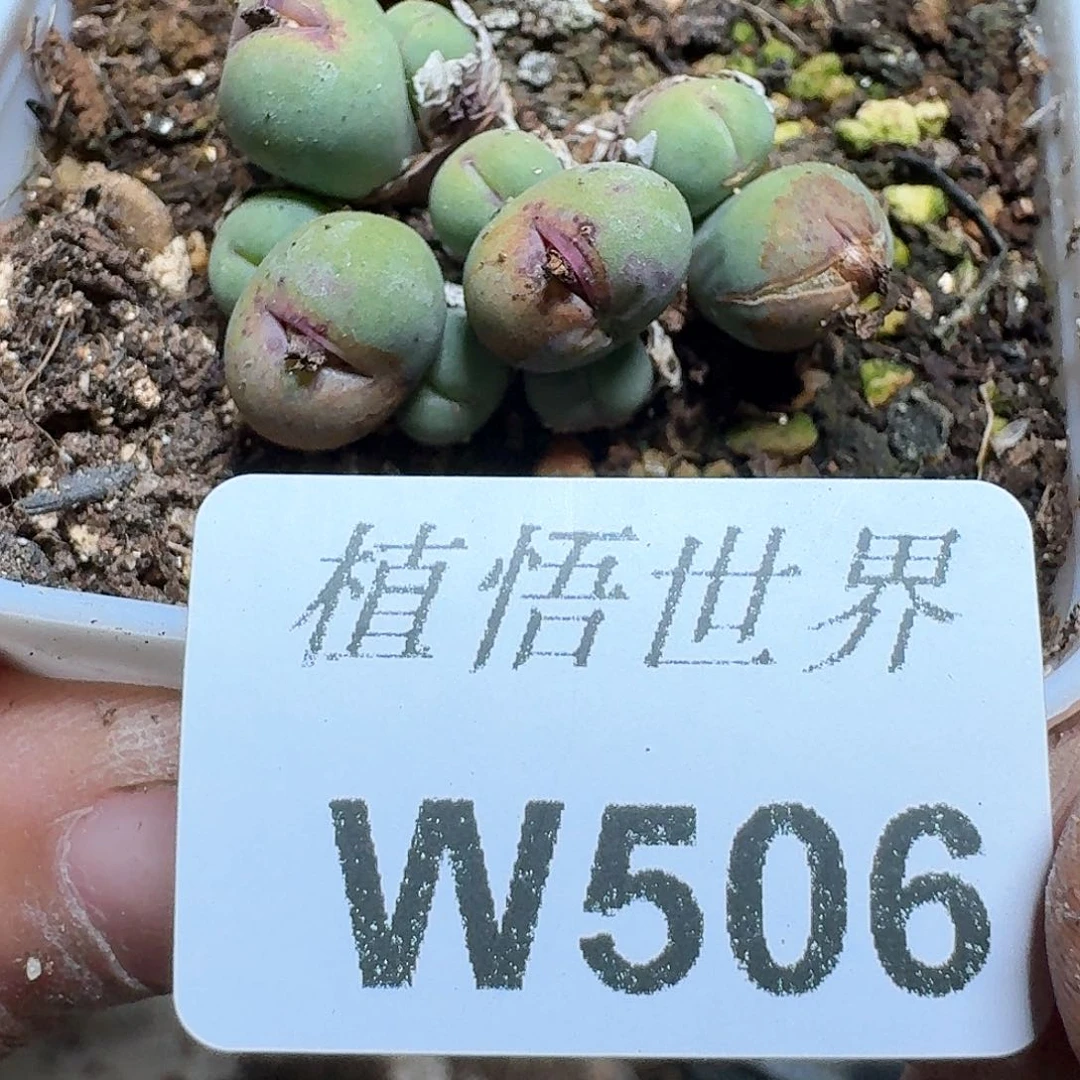 506盒多肉植物哇f g