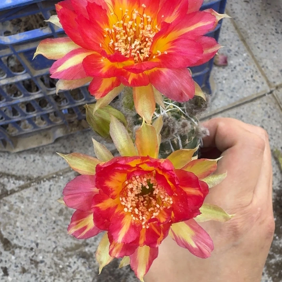 314嫁接新品丽花脱土掰花发货斑，20包邮
