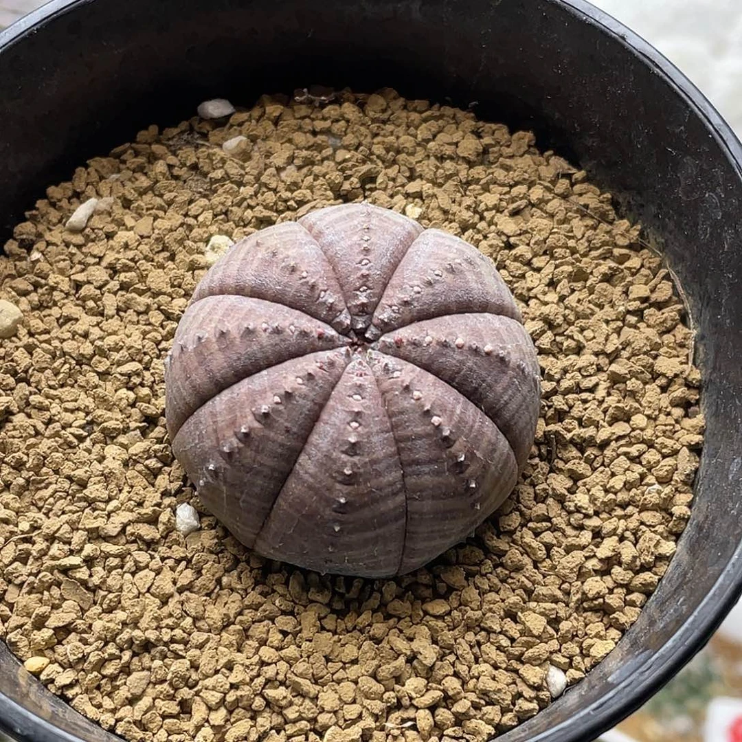 实生胭脂欧系布纹球