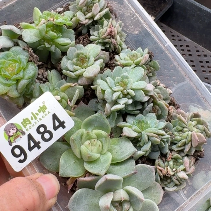 月***凉多肉植物多肉植物