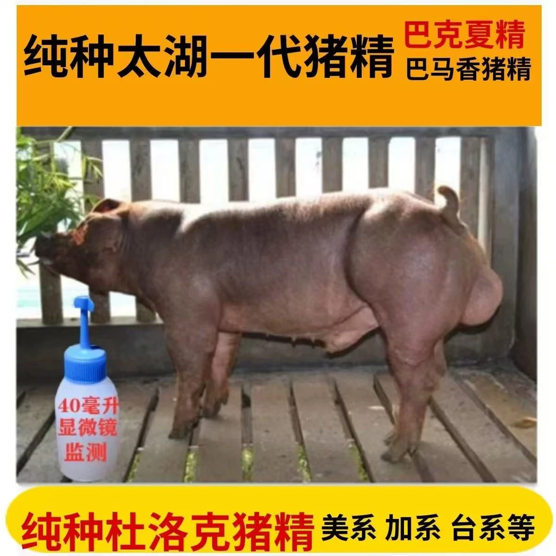 优质商品各品种种猪精精液包邮对版养殖输精管各品种猪精