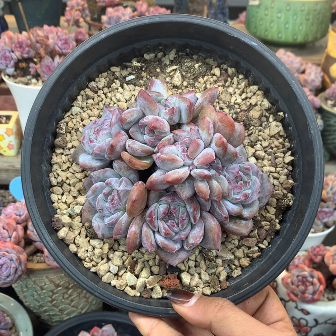 石榴籽紫皮带缀花花