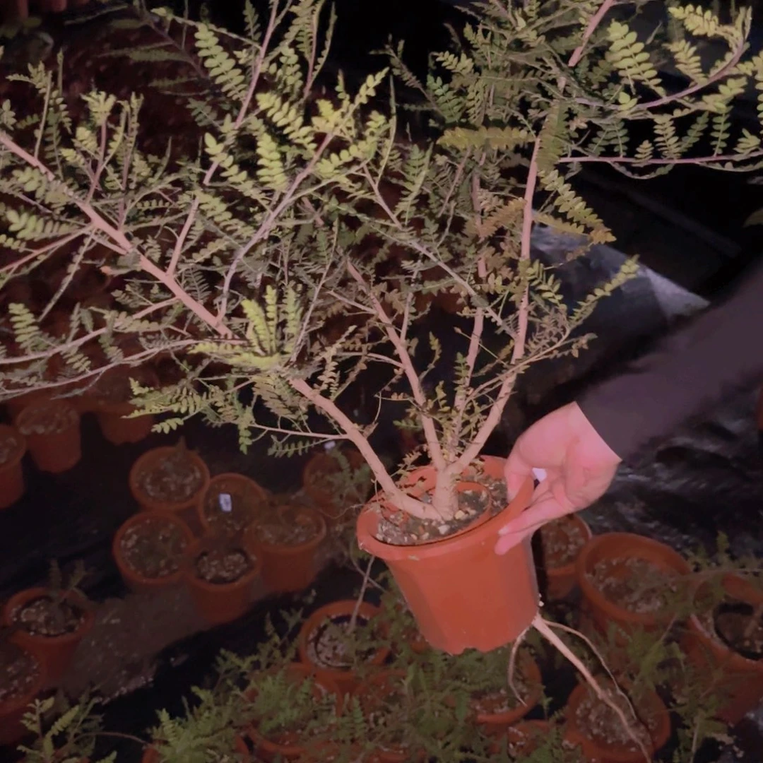 A***T块根植物块根植物