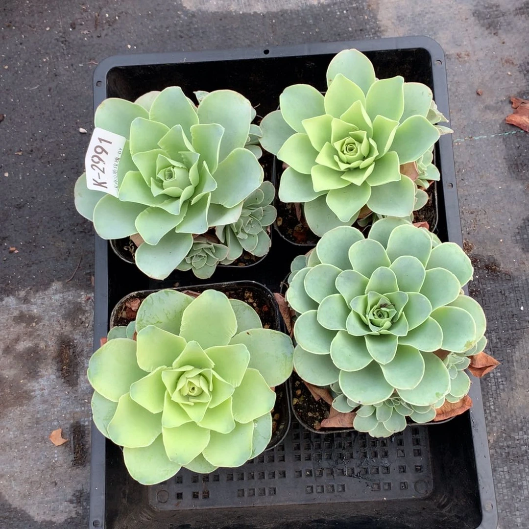 2991 生长期玫瑰4k w