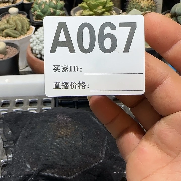 这***官实生仙人球特价一颗