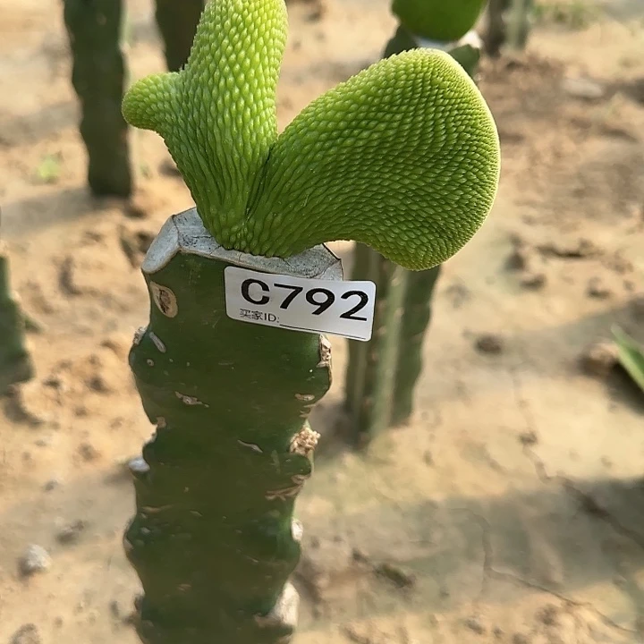 ༂****?嫁接青蛇缀化792