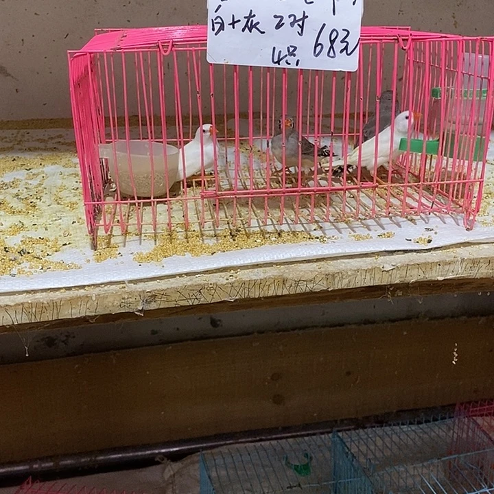 珍珠鸟小****送白加灰珍珠