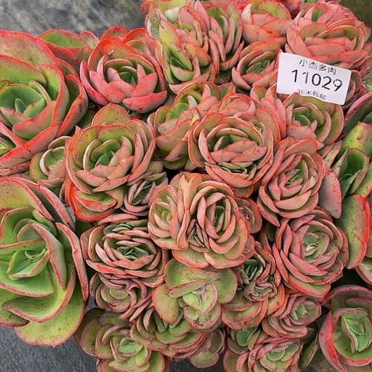 ?*菲秀妍大群11029