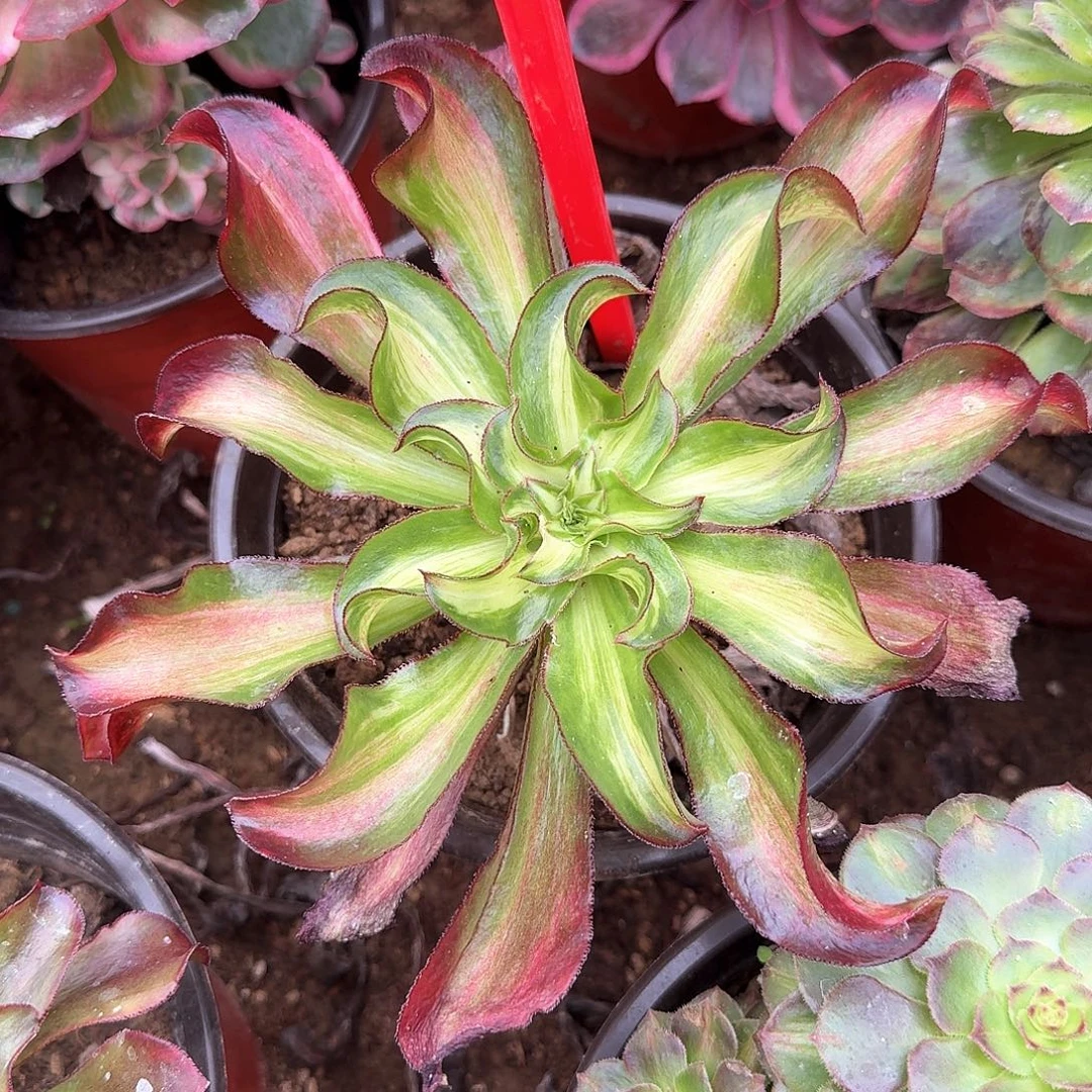 4-1005彩神多肉植物