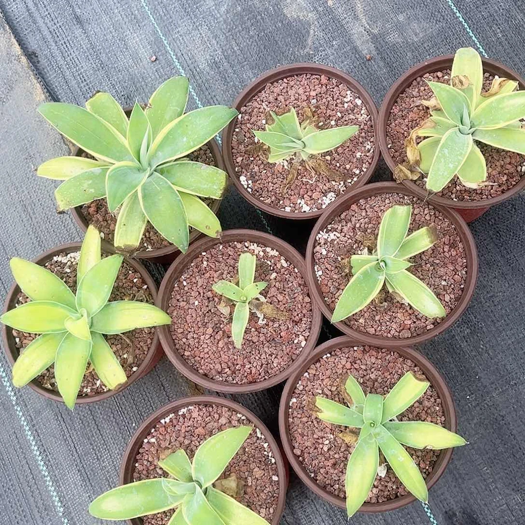 多肉植物所有狐尾8颗一起脱土