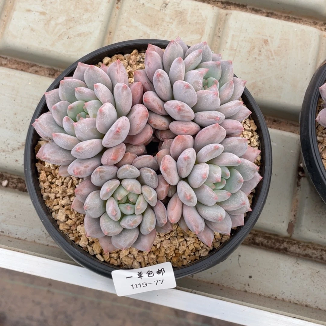 1119-77-半夏，。。，，，，