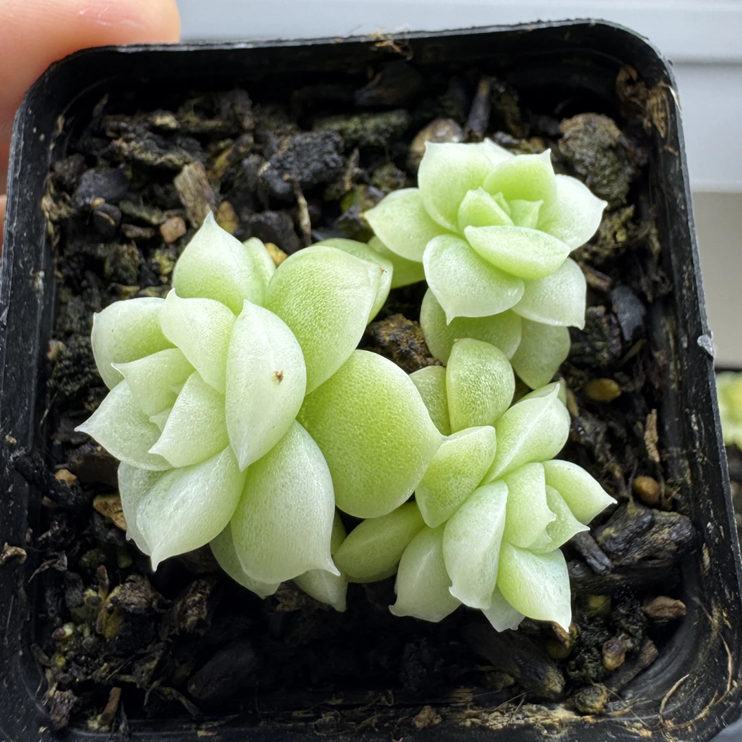 白体麦秆 三头 专拍