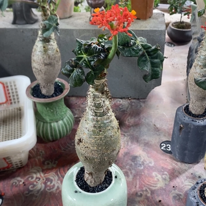 昕***然以实际为准退款拉黑拉黑53