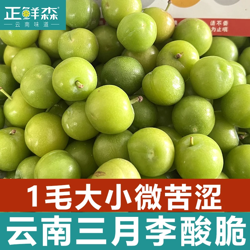 2025珍珠迷你果 云南三月李酸李子酸脆爽口青李子