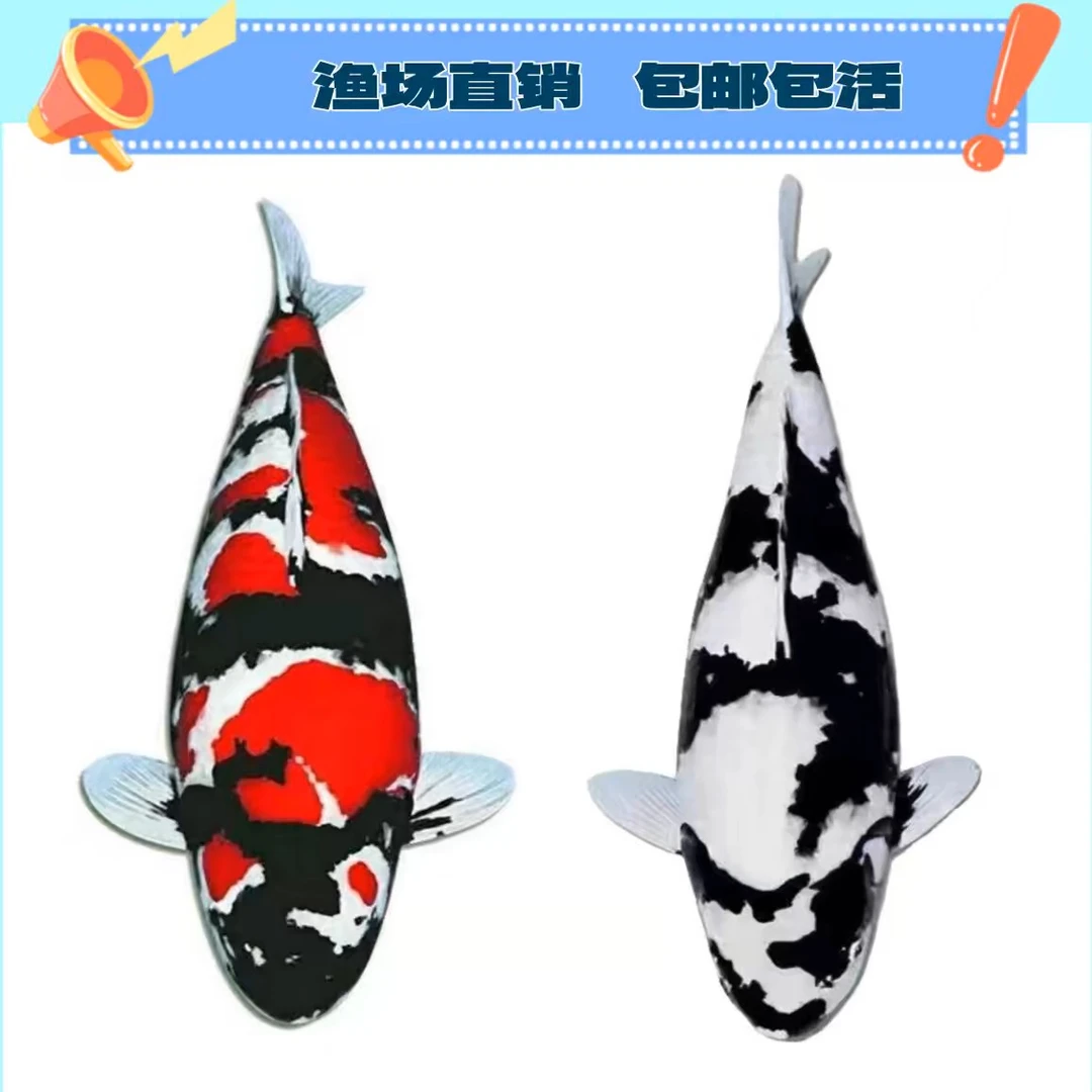 尚锦锦鲤(到货录完整开箱视频，无开箱视频不予售后,活物禁止拒收）