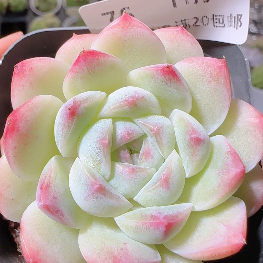 花语逸镜1102-76白桃汽水