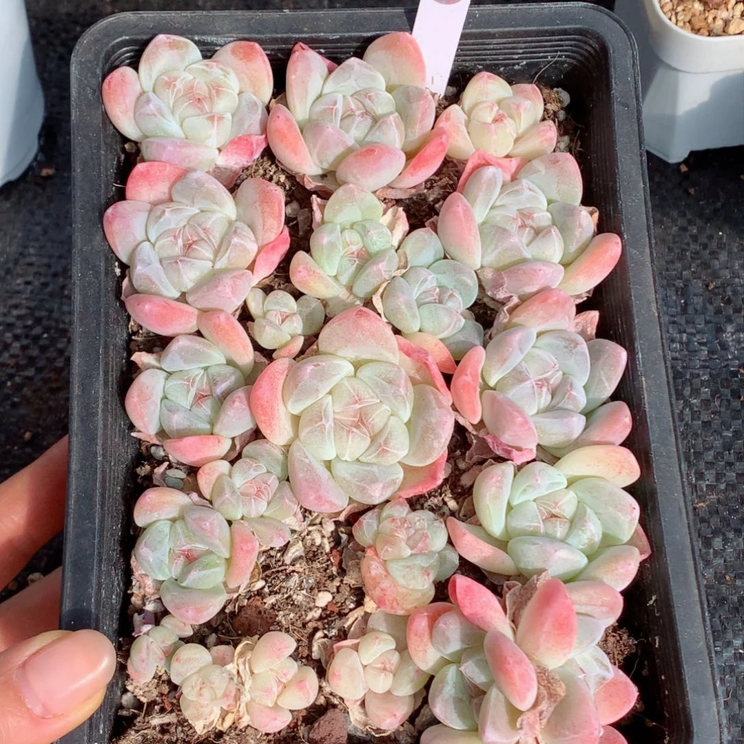 嘿嘿58包邮  群生不包整405