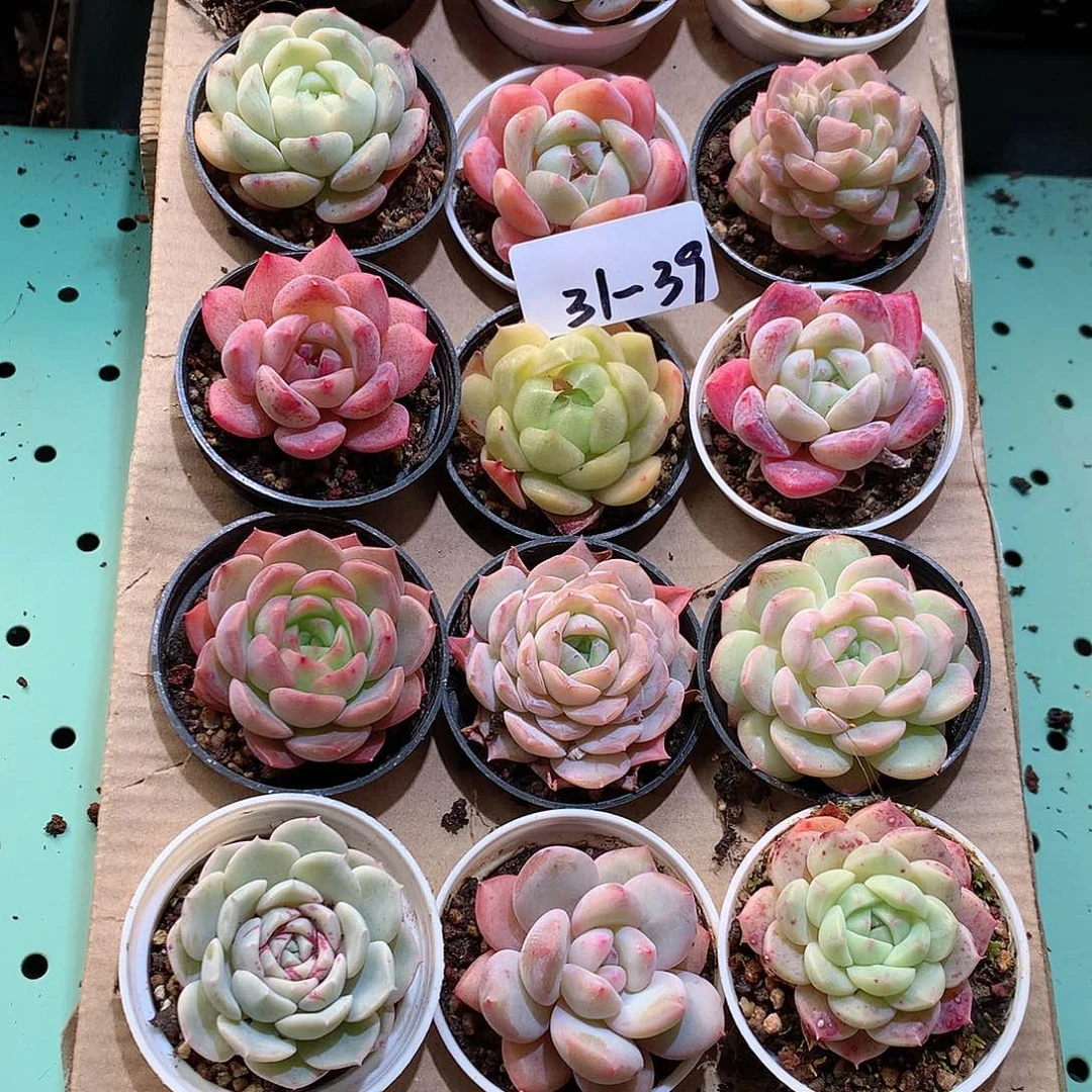 31-39一物一拍带盆18颗