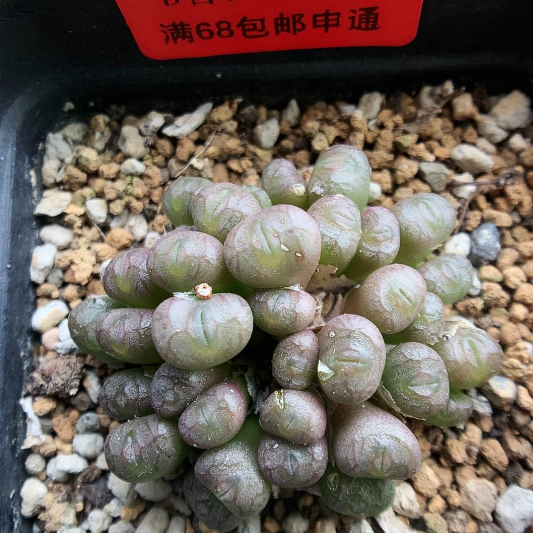 【闪购商品】7-21-1 铜壶一群