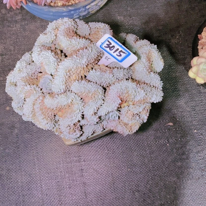 【闪购商品】星*谷3015寄养