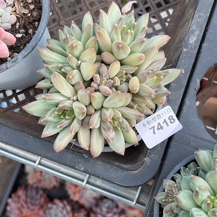 阿雅园艺。         7418