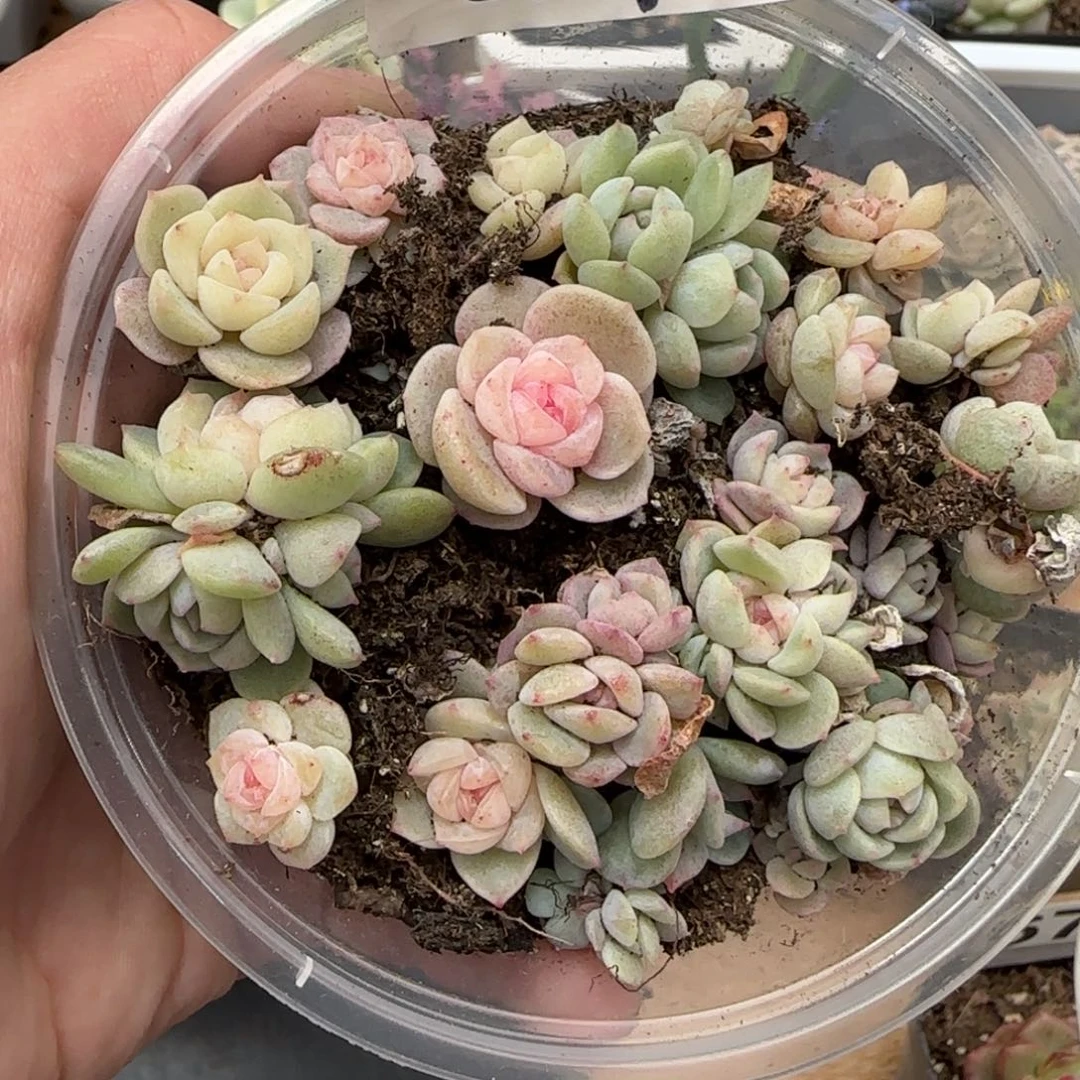 373王者系列珍妮uihe