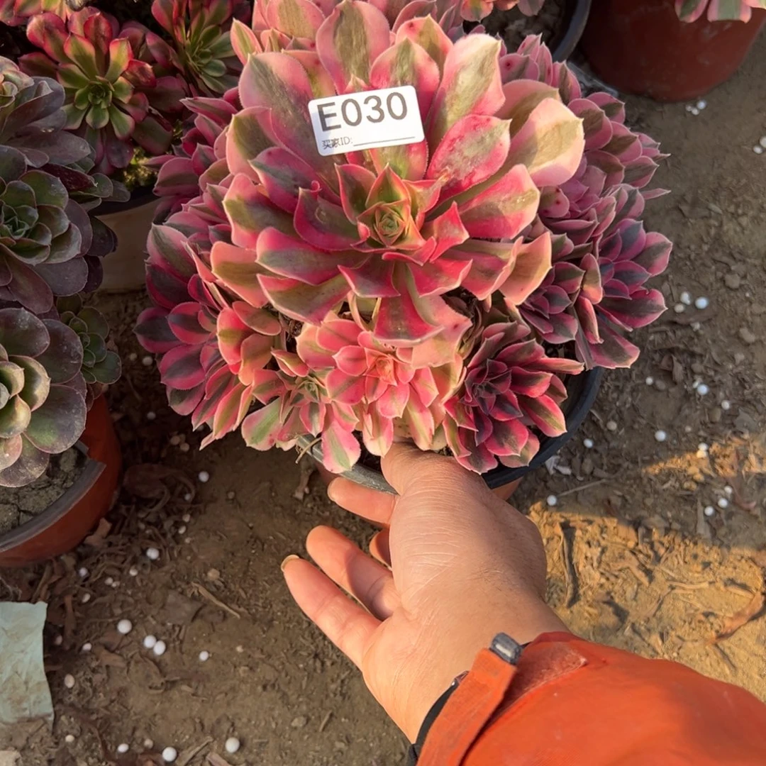 030粉女巫多肉植物法师多肉