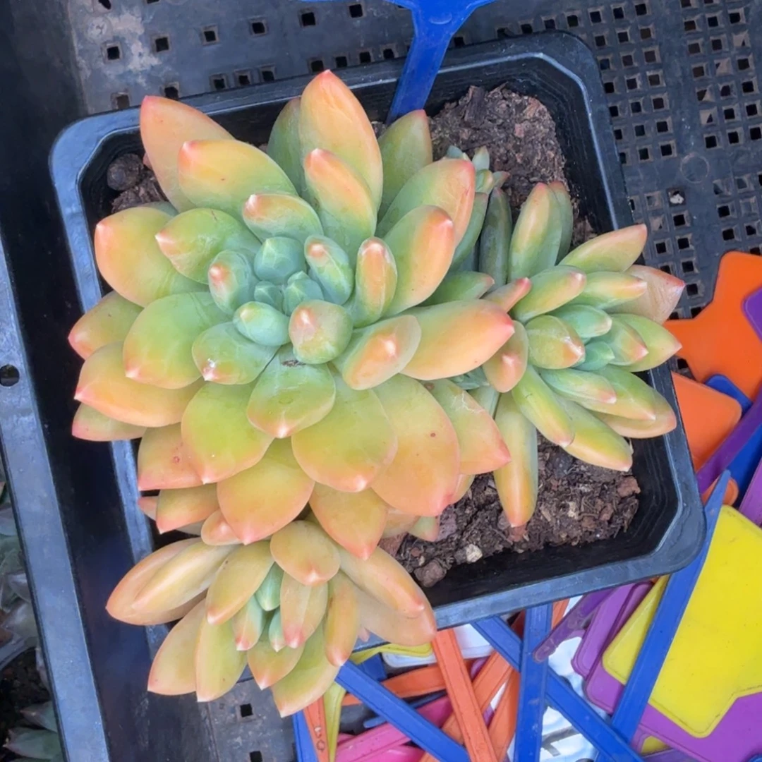 多肉植物云朵泡泡101