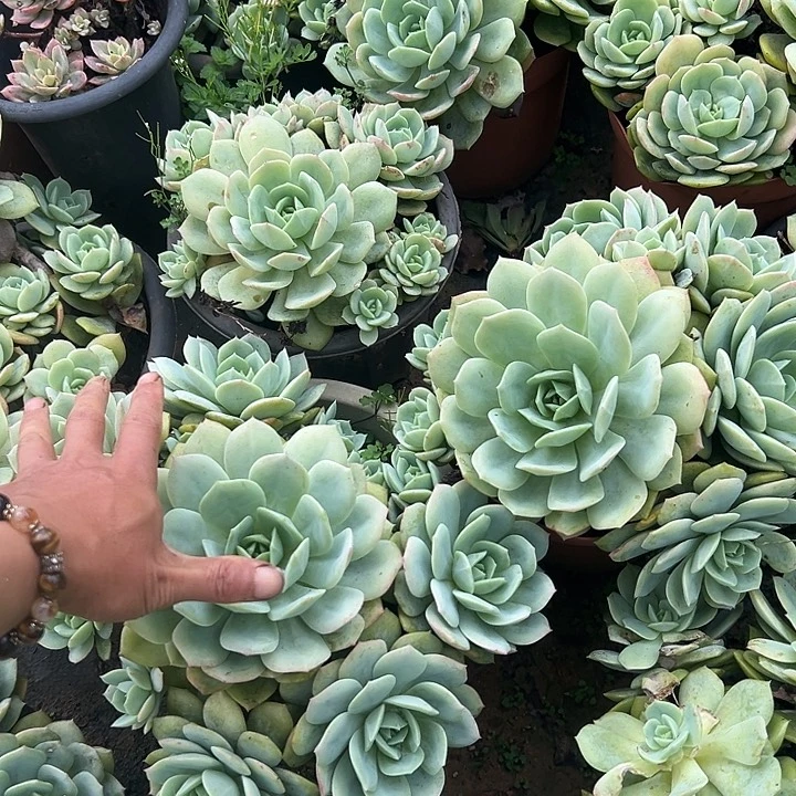 恋曲1个多肉植物实物