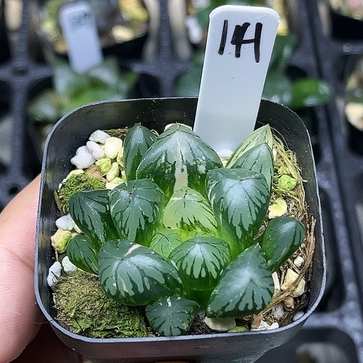 141大窗水晶灯玉露锦