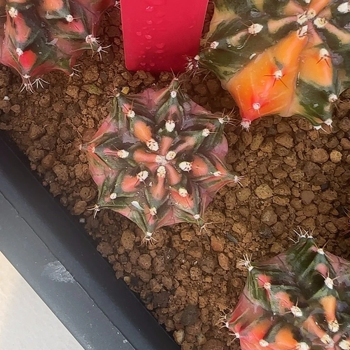 L527-1216泰国发货 芥末