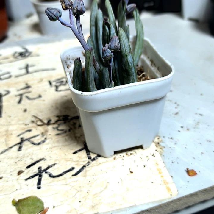 满9元包邮，，蓝松一颗