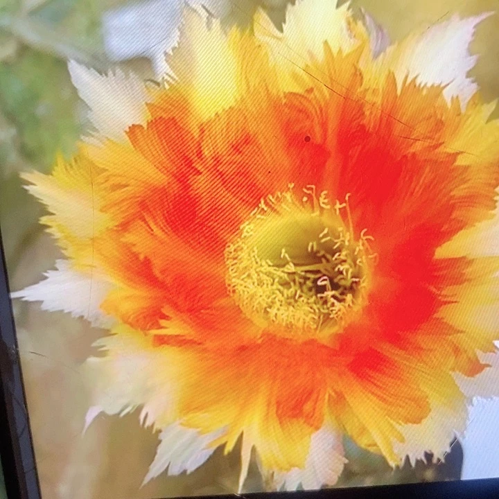 魔羽侧芽4公分彩草