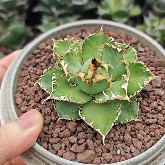 变异排刺蕾丝仁王冠龙舌兰