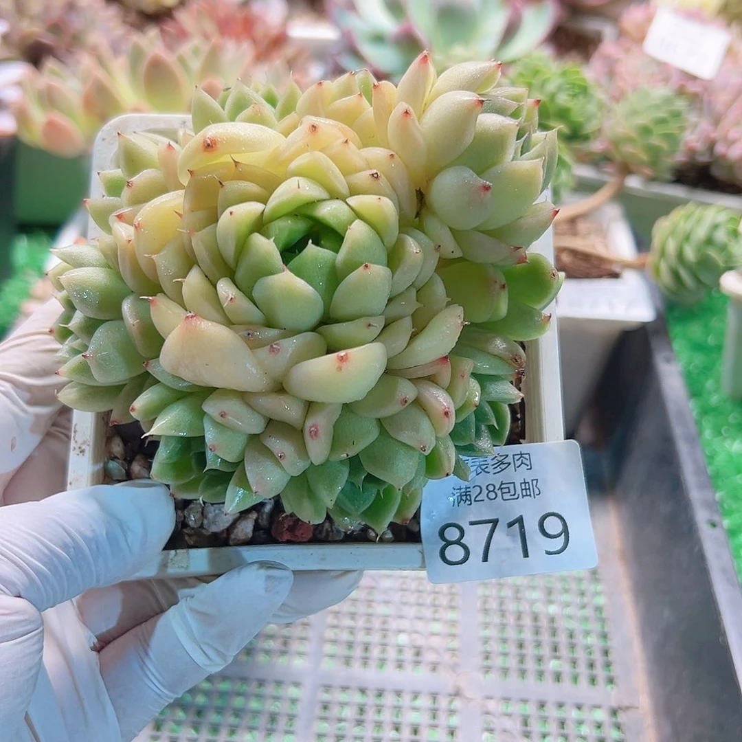 无花朵多肉一物一拍8719
