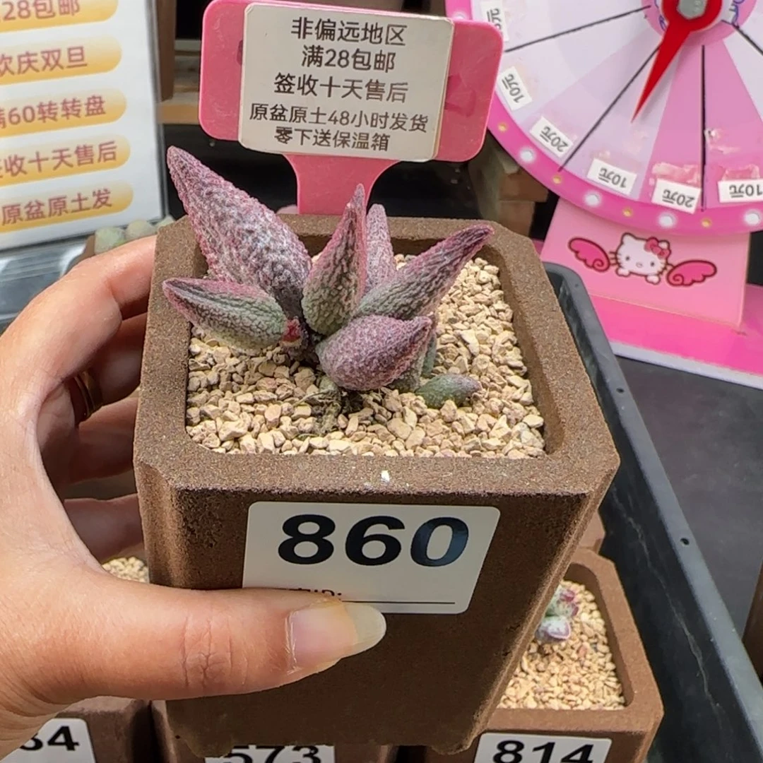 860猪尾巴多肉植物