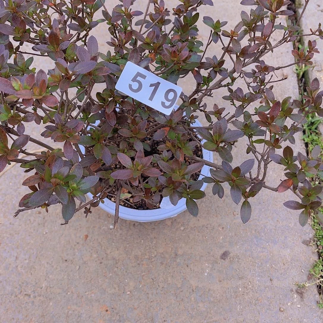 红陶直播时间一直一直